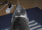 开云官网-压力淬火，乔治逆境绽放，爵士对阵篮网中的唯一性爆发